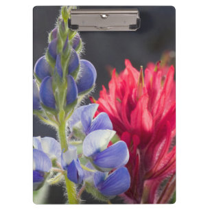Silvery Lupine, Lavender Paintbrush Clipboard
