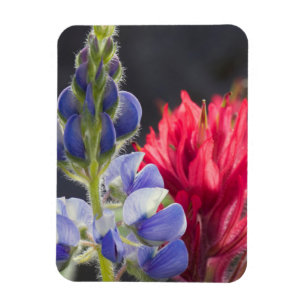 Silvery Lupine, Lavender Paintbrush Magnet