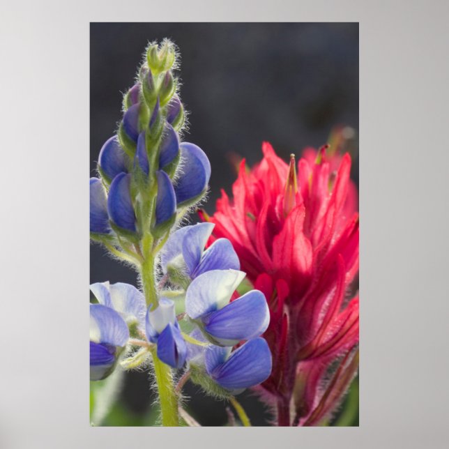 Silvery Lupine, Lavender Paintbrush Poster (Front)