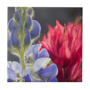 Silvery Lupine, Lavender Paintbrush Tile