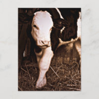 Simmental X Holstein Bull Calf