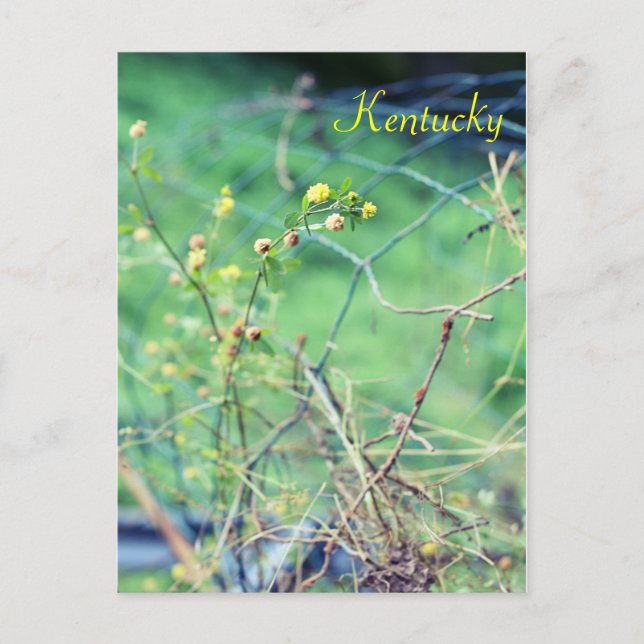 Simple Beauty by Jersey Fawn Postcard (Front)