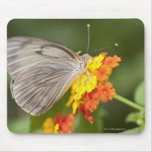 Simple butterfly on yellow and red flowers mouse pad