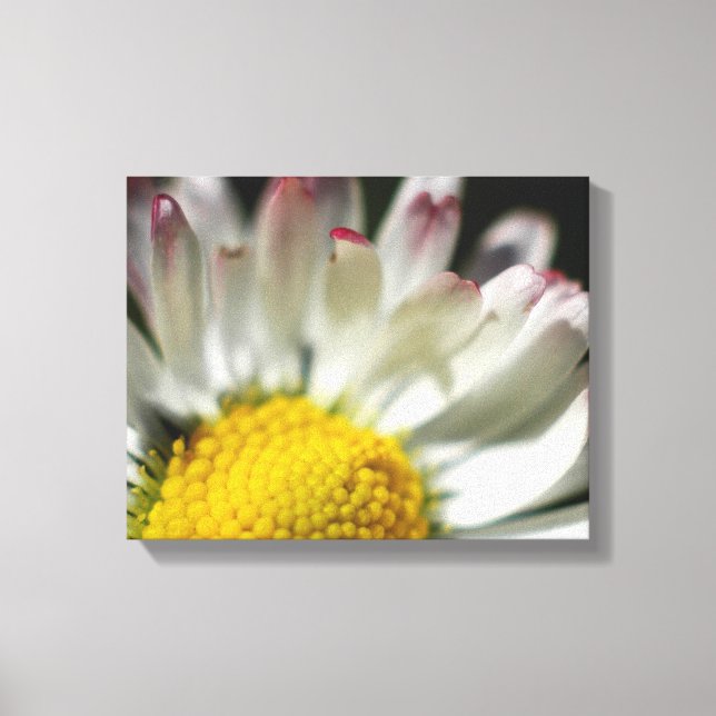 Simple Daisy Canvas Print (Front)