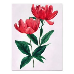 Simple Elegance: Two Red Flowers  Photo Print