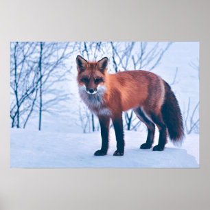 Simple Elegant Red Fox Artwork   Poster