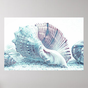 Simple Hand-sketch Seashell Drawing   Poster