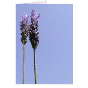 Simple Lavender Flower Card