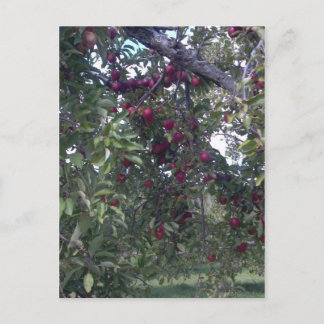 Simple Life Pleasures Postcard