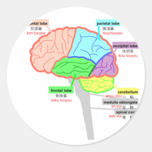 simple parts of the brain japanese classic round sticker