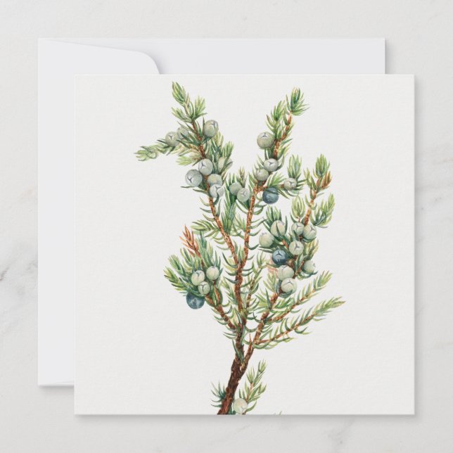 Simple Vintage Botanical Mountain Juniper Invitation (Front)