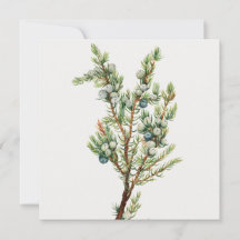 Simple Vintage Botanical Mountain Juniper