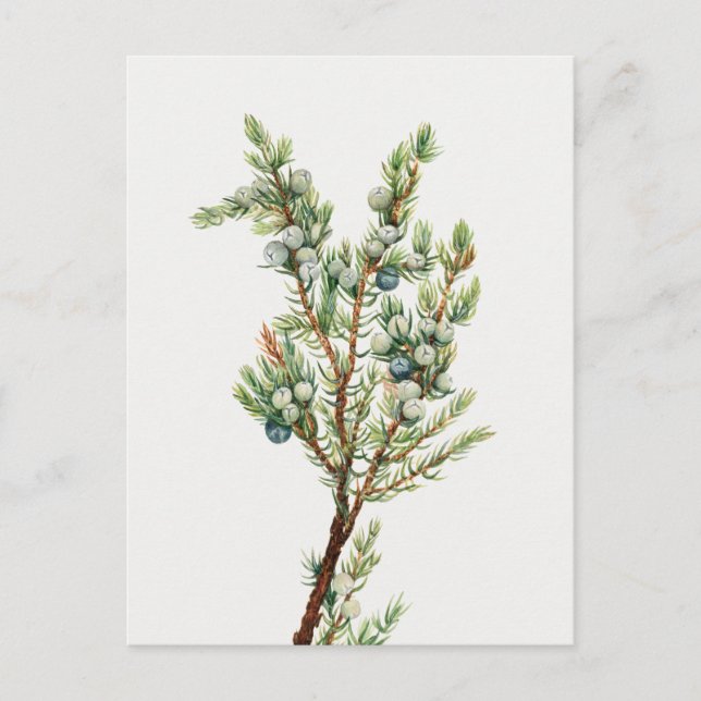 Simple Vintage Botanical Mountain Juniper Postcard (Front)