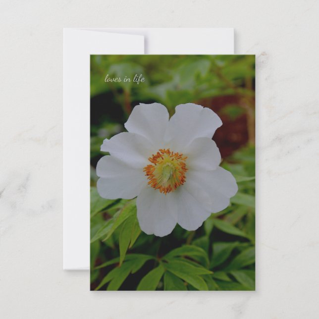 Simple White Peony Flower Card (Front)