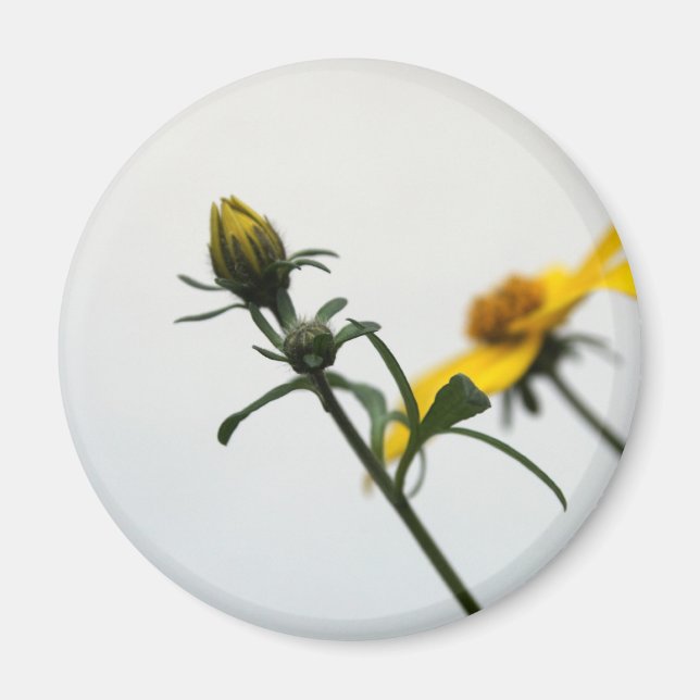 Simple Yellow Flowers Round Magnet (Front)