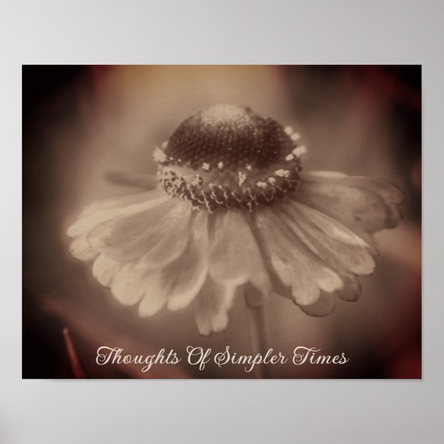 Simpler Times Sepia Zinnia Flower Nostalgia  Poster (Front)