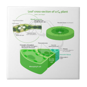 Simplified C4 Photosynthesis Diagram Ceramic Tile