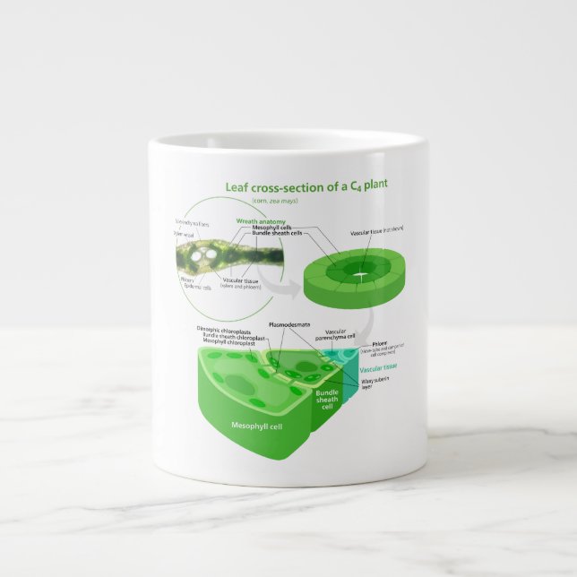 Simplified C4 Photosynthesis Diagram Large Coffee Mug (Front)