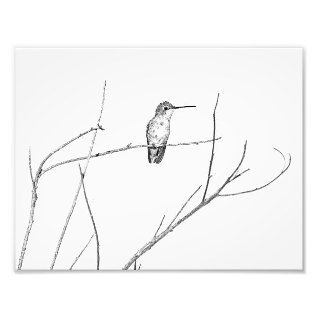 Simply a hummingbird on a stick photo print (Front)