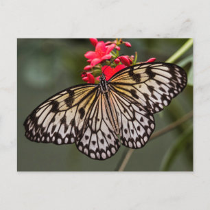 Simply a Paper Kite Butterfly Postcard