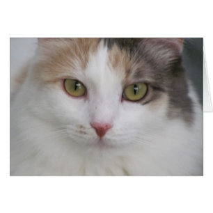 Simply Beautiful! Summer, The Cat