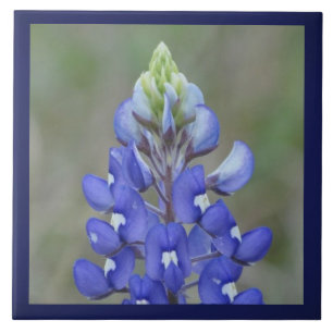 Simply Bluebonnet Flower Tile