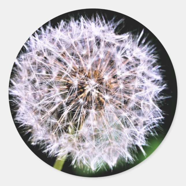 Simply Elegant Dandelion Seeds Summer Classic Round Sticker (Front)