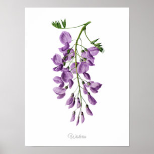 Simply Elegant Vintage Botanical Print Wisteria