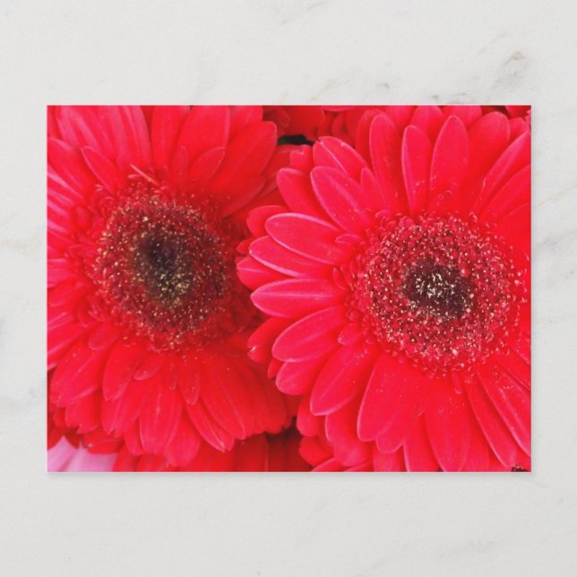 Simply Red Postcard (Front)