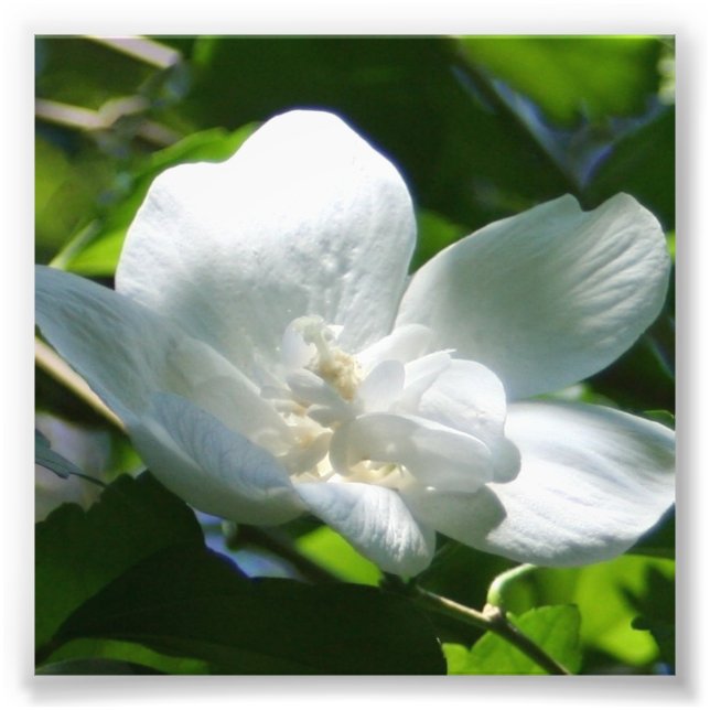 Simply White Photo Print (Front)