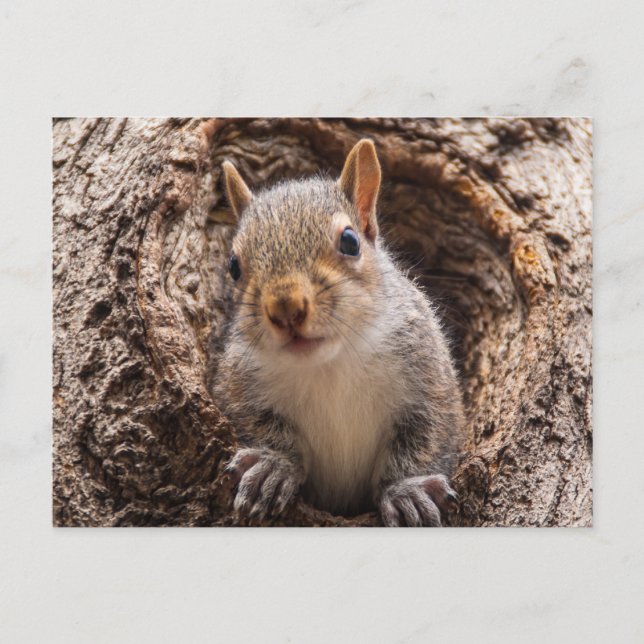 Sincap Postcard (Front)