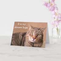 Sincere Cat Get Well