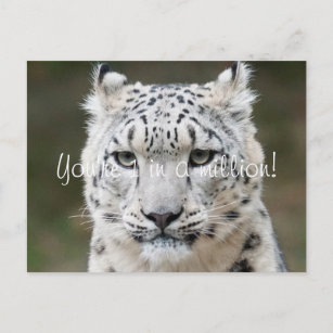 Sincere Snow Leopard Thank You Postcard