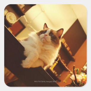 Singapore 6 square sticker