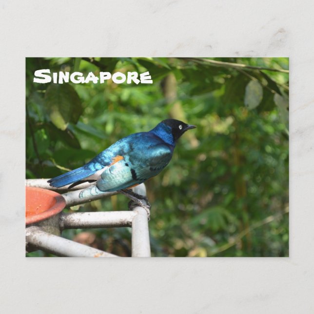 Singapore Postcard: Superb Starling Postcard (Front)