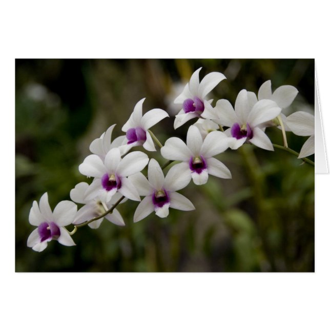 Singapore (Sanskrit for Lion City). National 2 (Front Horizontal)