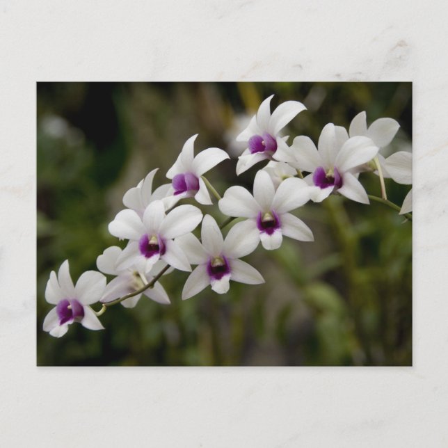 Singapore (Sanskrit for Lion City). National 2 Postcard (Front)