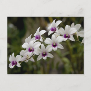 Singapore (Sanskrit for Lion City). National 2 Postcard