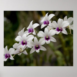 Singapore (Sanskrit for Lion City). National 2 Poster