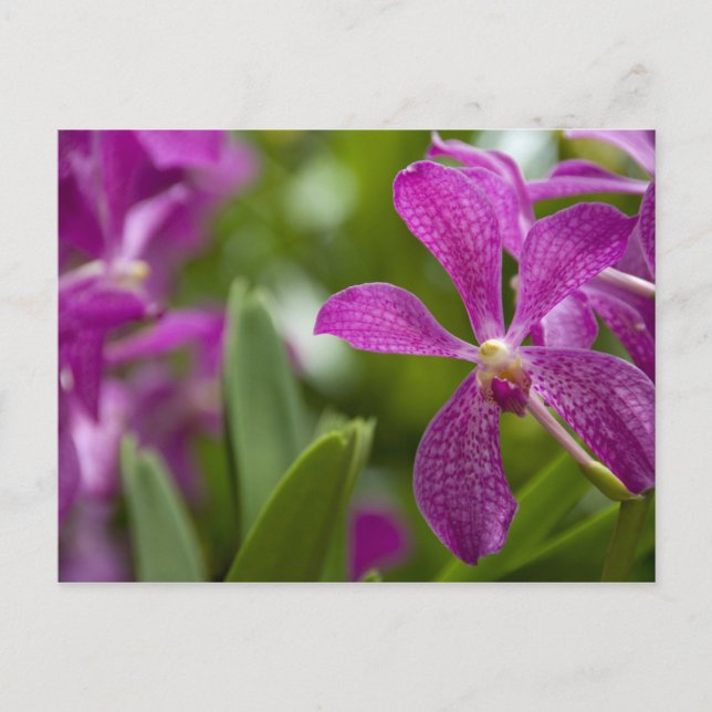 Singapore Sanskrit for Lion City). National Postcard (Front)