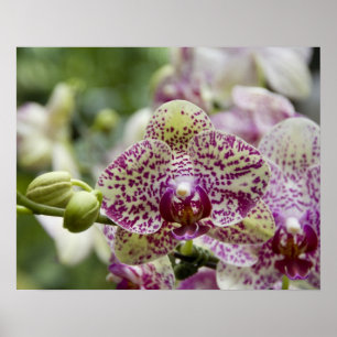 Singapore (Sanskrit for Lion City). National Poster