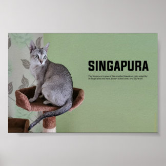 Singapura Cat Breed Poster