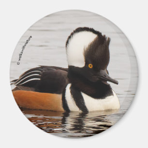 Singer in the Making: Hooded Mergansers Magnet