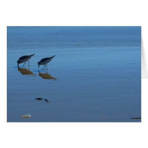 Singing Beach Sandpipers