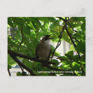 Singing Bird/ Chinese Bulbul Postcard