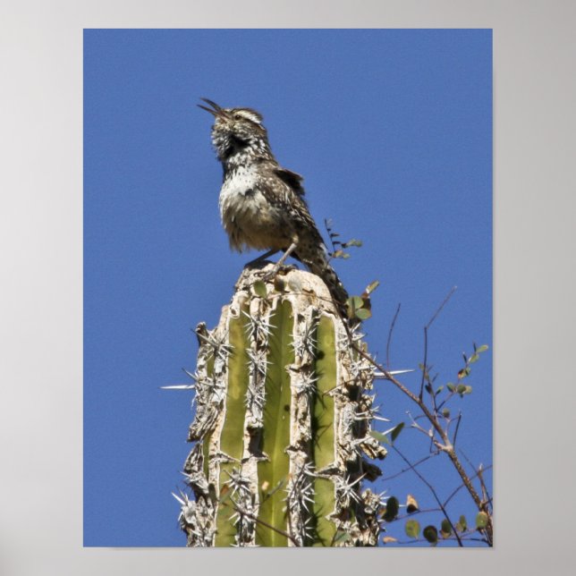 Singing Cactus Wren Poster (Front)