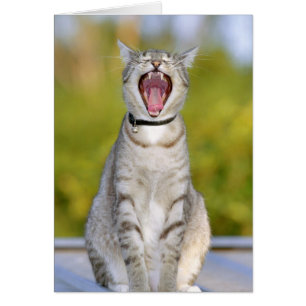Singing Cat