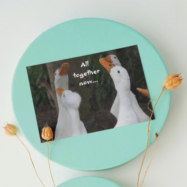 Singing Ducks Photo Funny Birthday Card (In Situ)