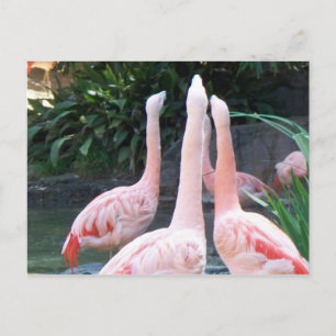 Singing Flamingos Postcard