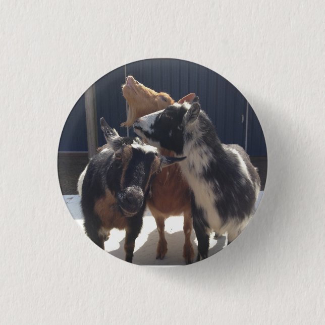 Singing Goats 3 Cm Round Badge (Front)